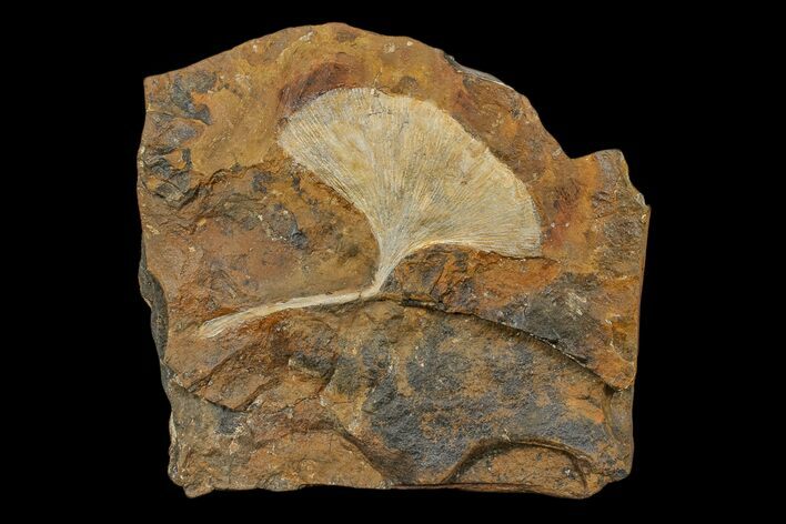 Fossil Ginkgo Leaf From North Dakota - Paleocene #174188
